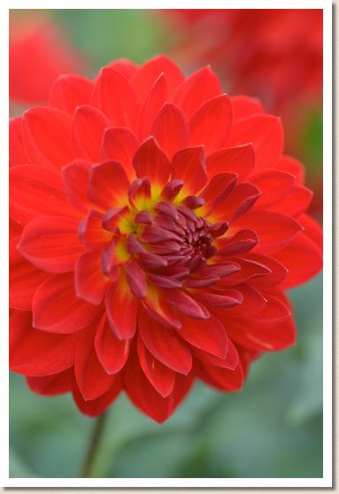 ダリア　レッド ベルベット