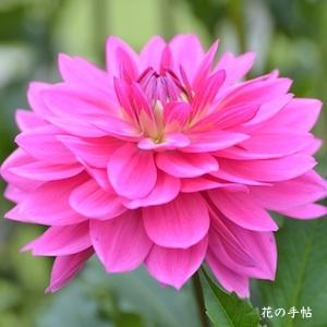 ダリア　れいこ｜花の手帖のダリア図鑑