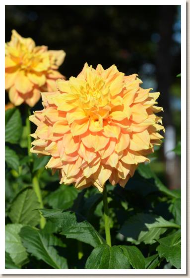 ダリア　レイエス｜花の手帖のダリア図鑑