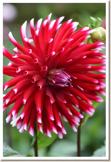 ダリア　リディアサコー