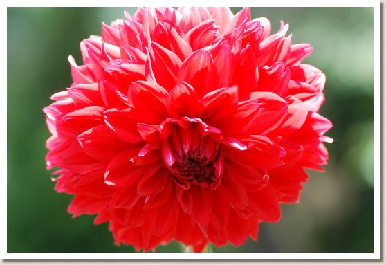 ダリア　ルージュ