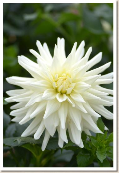 ダリア　ロウシンシ（老紳士）