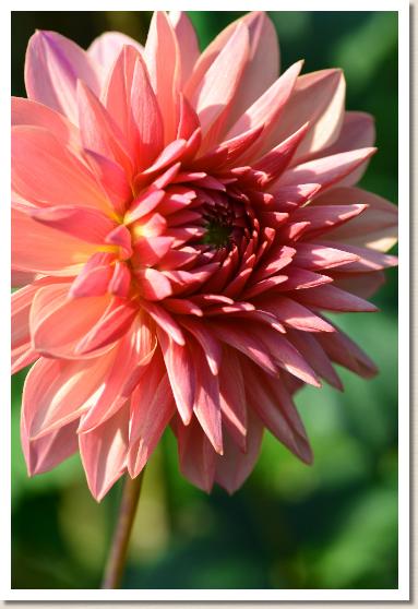 ダリア　ロイヤルウェディング（Royal Wedding）