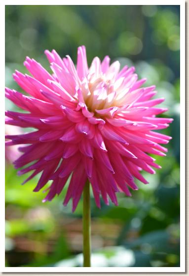 ダリア　ラスキンアンドレア（Ruskin Andrea）｜花の手帖のダリア図鑑