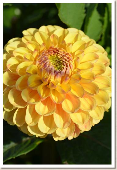 ダリア　ルテン（流転）｜花の手帖のダリア図鑑