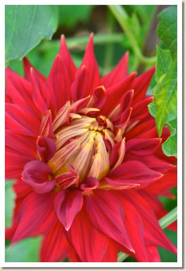 ダリア　シュホウカン（朱宝冠）｜花の手帖のダリア図鑑