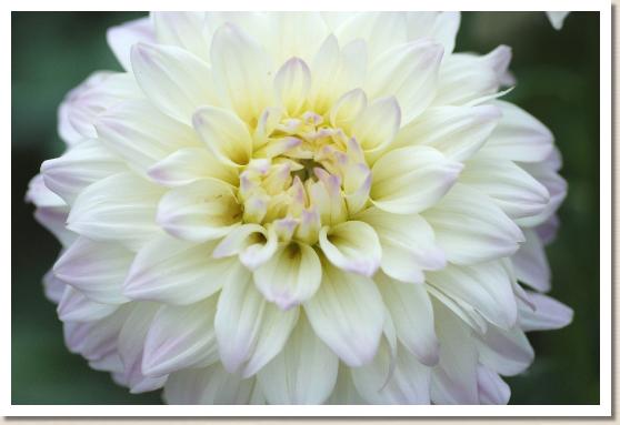 ダリア ソウシュン（早春）