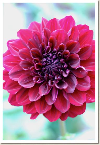 ダリア　テンコウボウ（天紅望）