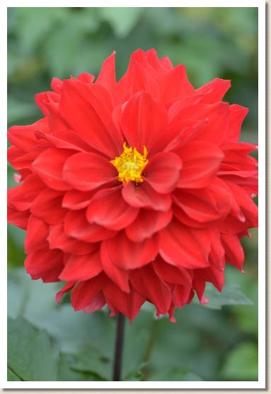 ダリア　テンシノナミダ（天使の涙）