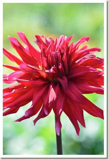 ダリア　トームソーク