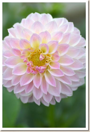 ダリア　つくしんぼ