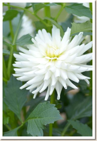 ダリア　ツルノコ（鶴の子）