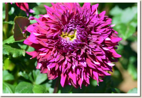 ダリア　ベクトル（Vector）