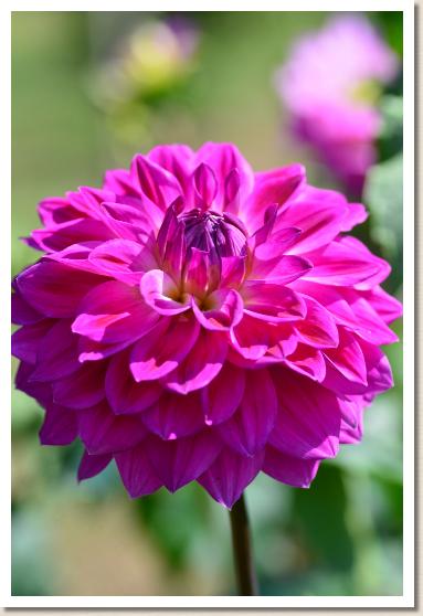 ダリア　バイオレットスプラッシュ（Violet Splash）