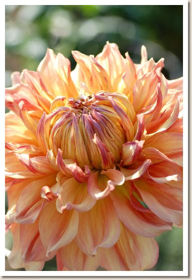 ダリア　ワガセイキ（我が世紀）