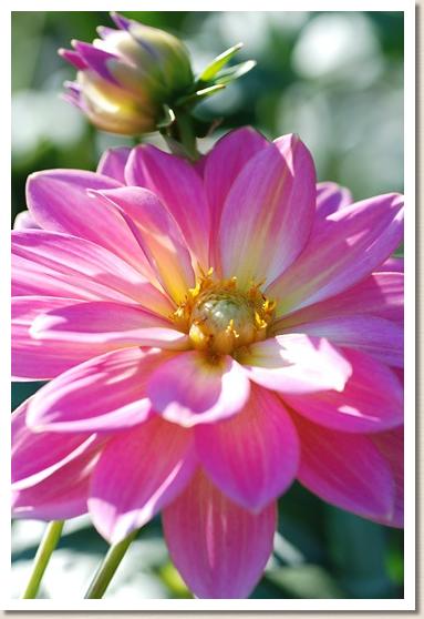 ダリア　ワラベ（わらべ）