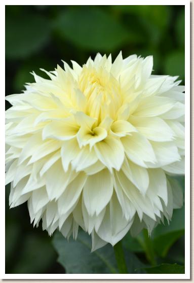 ダリア ホワイトサンデー