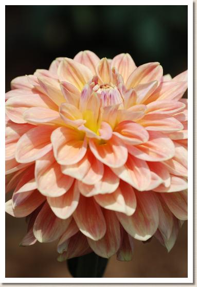 ダリア　ヤマビコノオカ（山彦の丘）