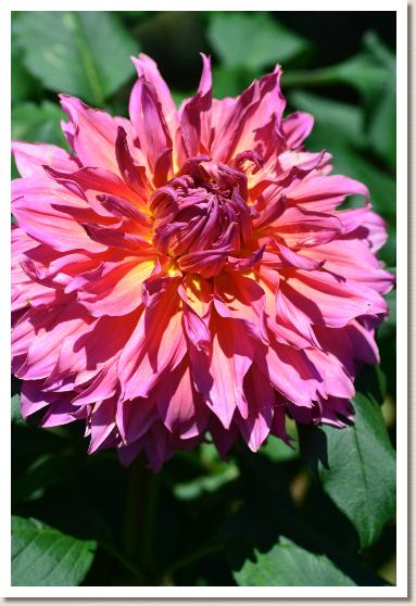 ダリア　ヤワラギ｜花の手帖のダリア図鑑