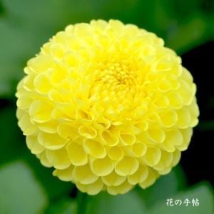 ダリア　ヨイボタル（宵蛍）｜花の手帖のダリア図鑑