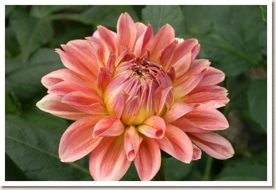 ダリア　ヨウキヒ