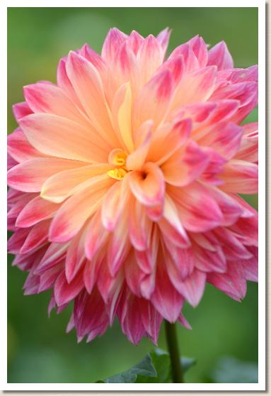 ダリア　ヨウヨウ（妖妖）