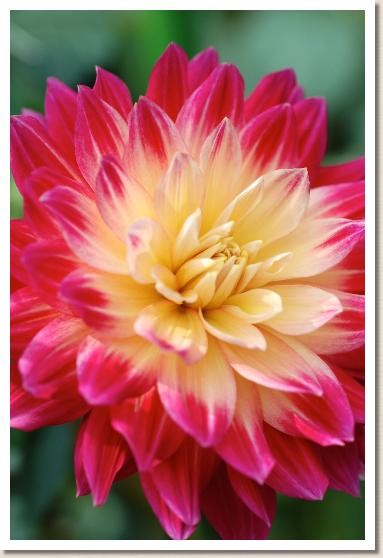 ダリア　ヨウヨウ（妖妖）