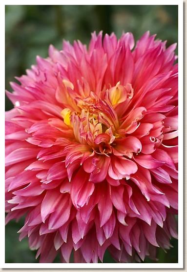 ダリア　ヨザクラ