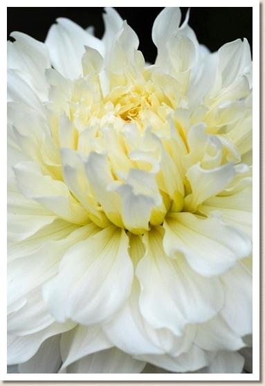 ダリア　ユキムカエ