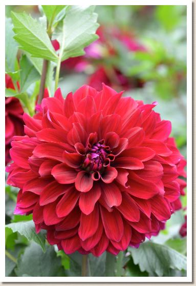 ダリア　ユキノ（雪乃）