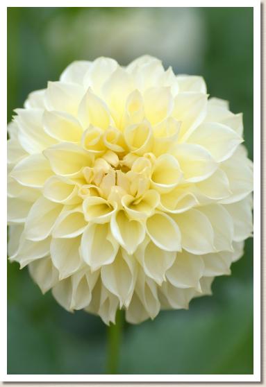 ダリア　ユキノハナ（雪の華）