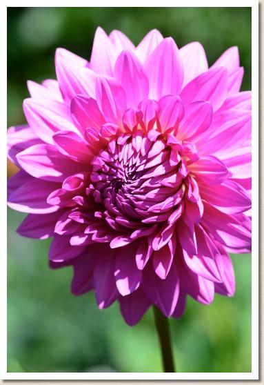 ダリア　ユメボジョウ（夢母情）