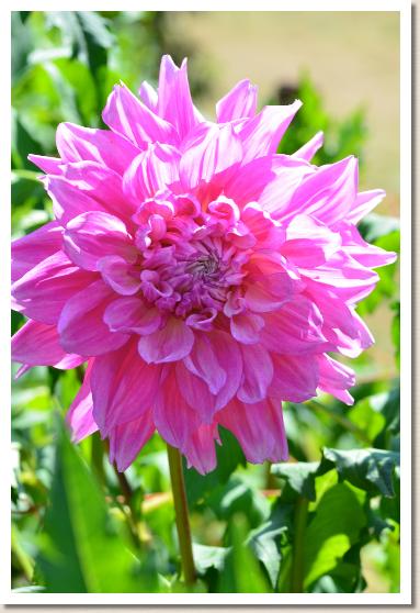 ダリア　ユメヤマザクラ｜花の手帖のダリア図鑑