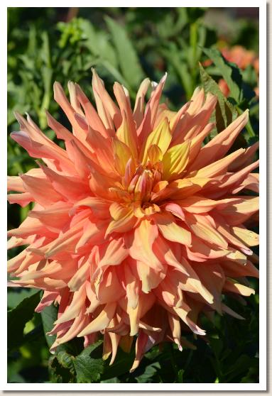 ダリア　｜花の手帖のダリア図鑑