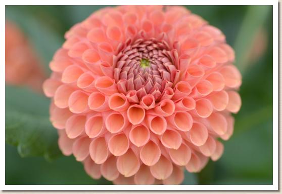 ダリア　｜花の手帖のダリア図鑑