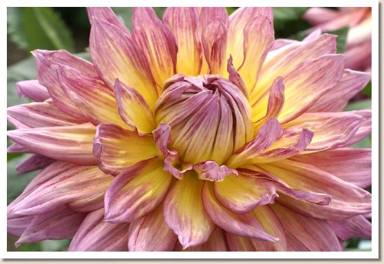 ダリア　ユウゾラ