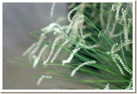 デンドロキラム テネラム FN-ビート 