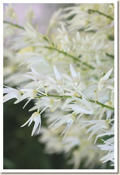 デンドロビウム ルピアナム マグニフィカム 'イスズ'