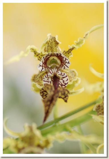 デンドロビウム スペクタビレ 'イシガキ'