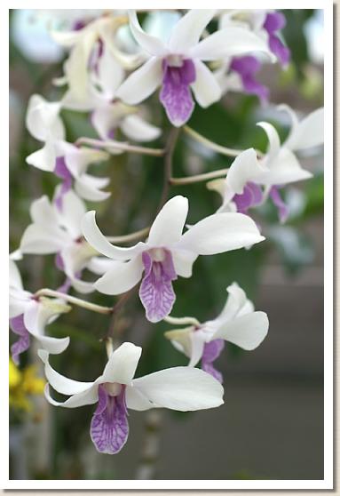 デンドロビウム スペルバウンド