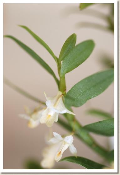 デンドロビウム トリネルヴィウム'ハンノオ'