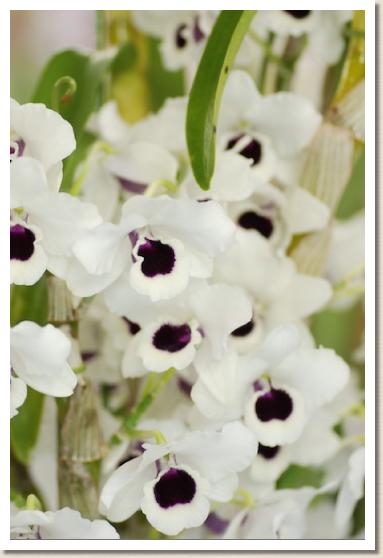 デンドロビウム ユキダルマ 'キング'