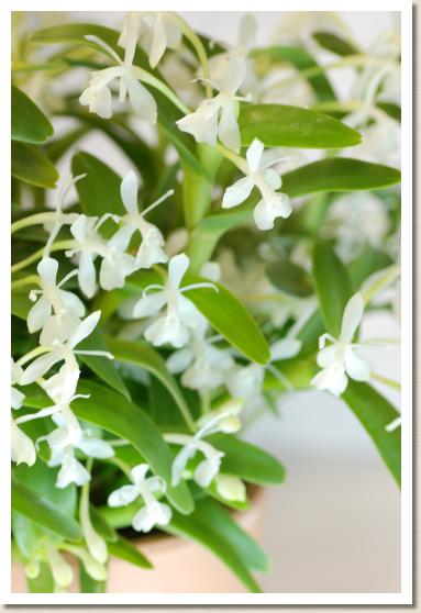 エピデンドラム ディフォルメ 'ホワイト'