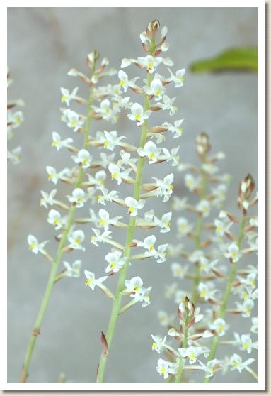 ルディシア ディスコロル