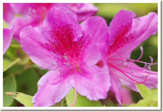 ツツジ ナンキンムラサキ（南京紫）