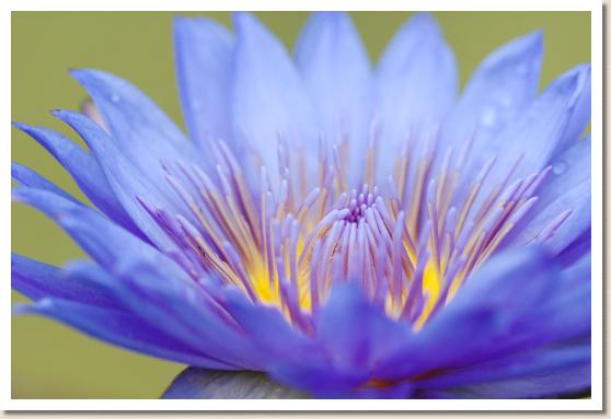 スイレン　ローラフレイス