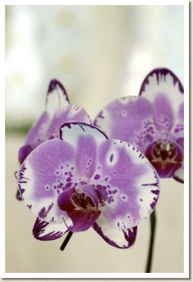 ドリテノプシス チェイン ゼン パール マウント リップ アラカキ レインボウ