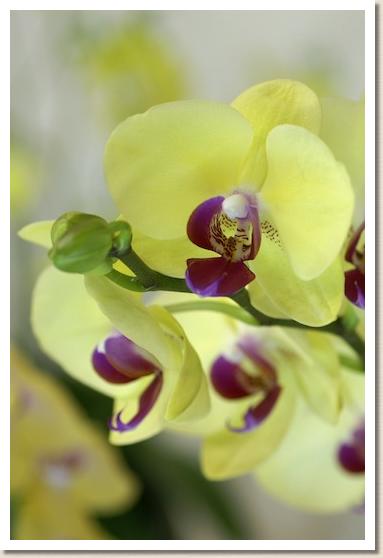 ドリテノプシス タイダ フォーチュン 'タイダ ビューティー'