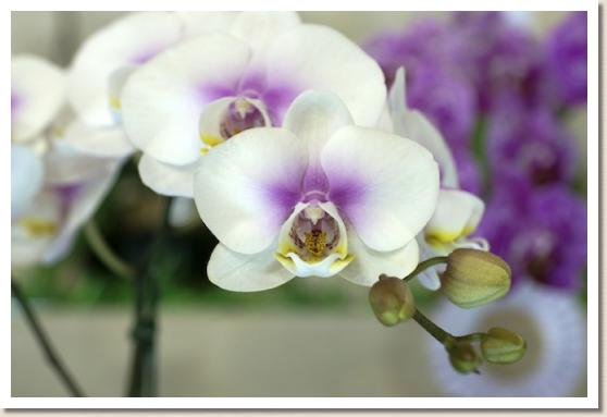 ドリテノプシス ウェディング ドレス 'ファースト ラブ'