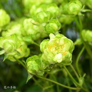 バラ　 エクレール｜花の手帖のバラ図鑑